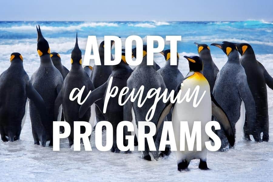 adopt a penguin programs