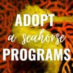 Adopt a seahorse programs