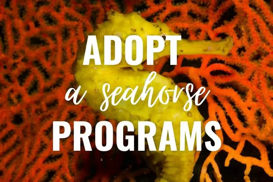 Adopt a seahorse programs