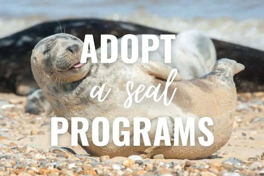adopt a seal programs