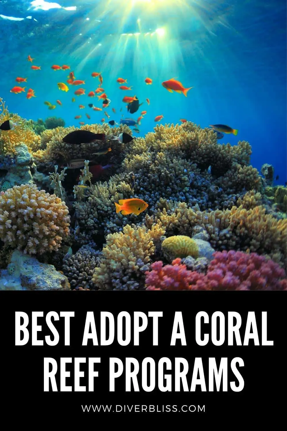 Best adopt a coral reef programs