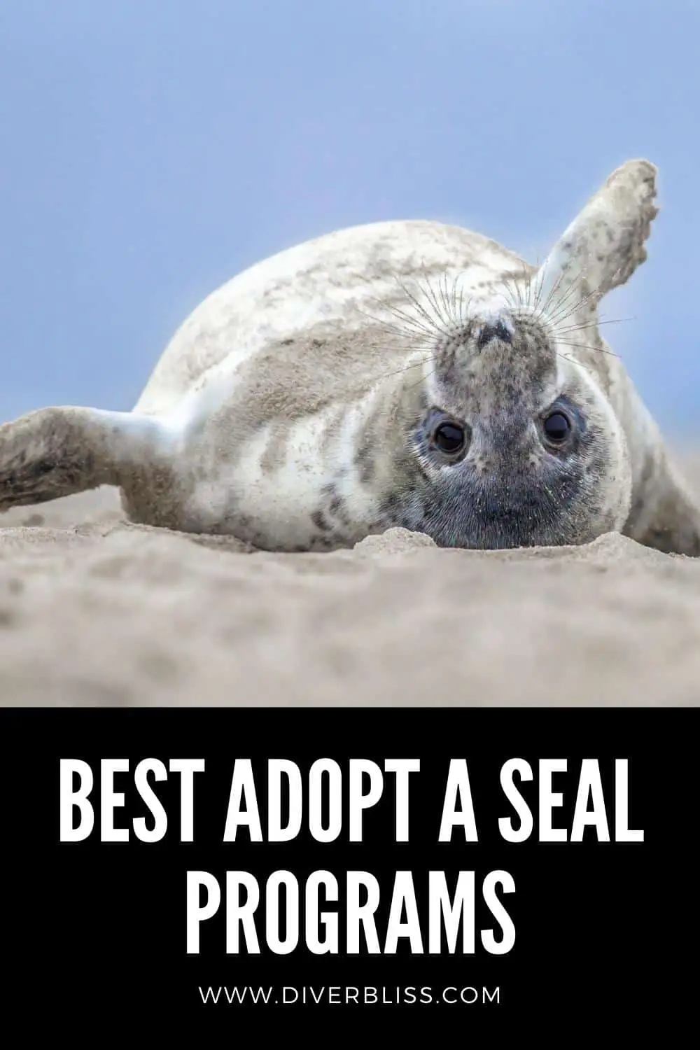 Best adopt a seal programs
