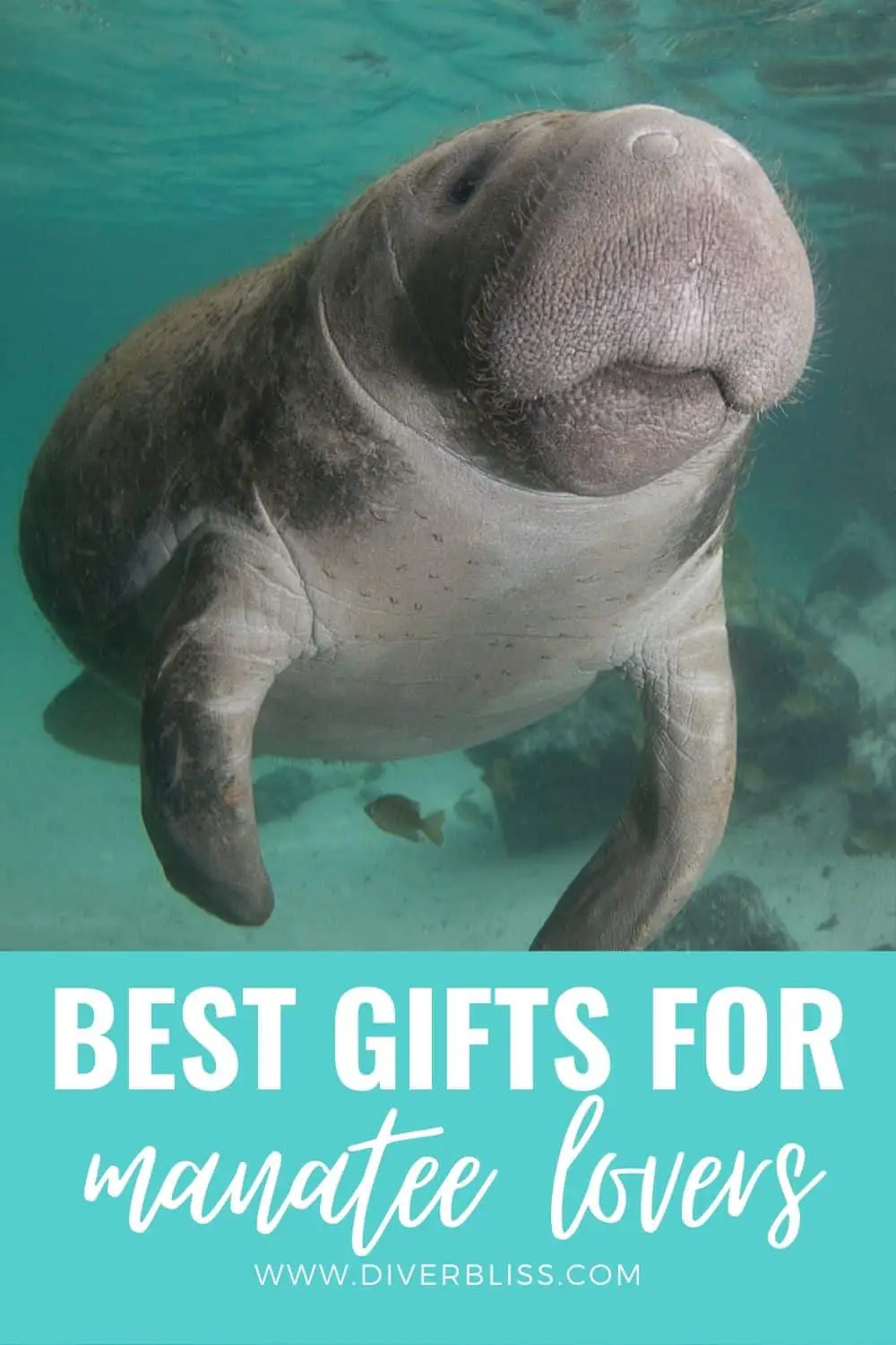 best gifts for manatee lovers