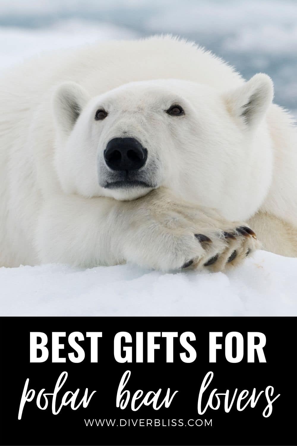 best gifts for polar bear lovers