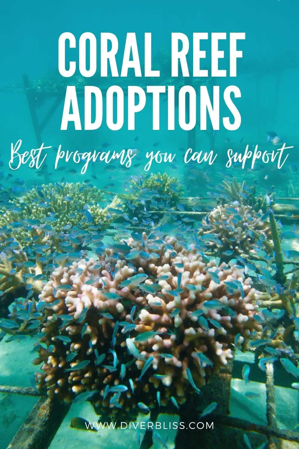 coral reef adoptions programs you can support