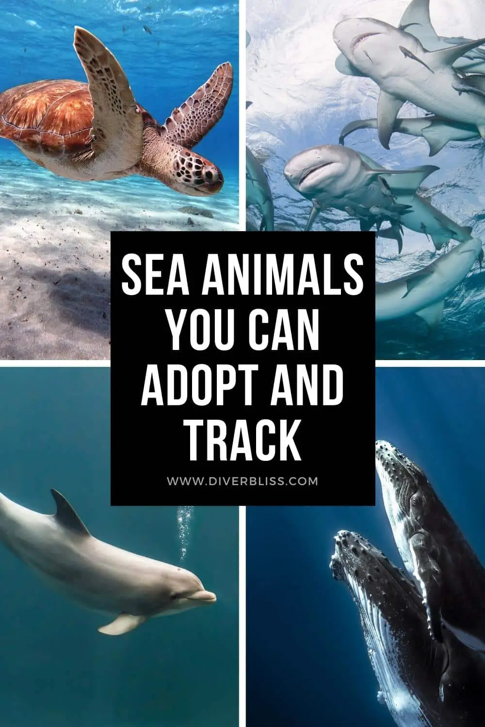 Sea animals you can adopt and track