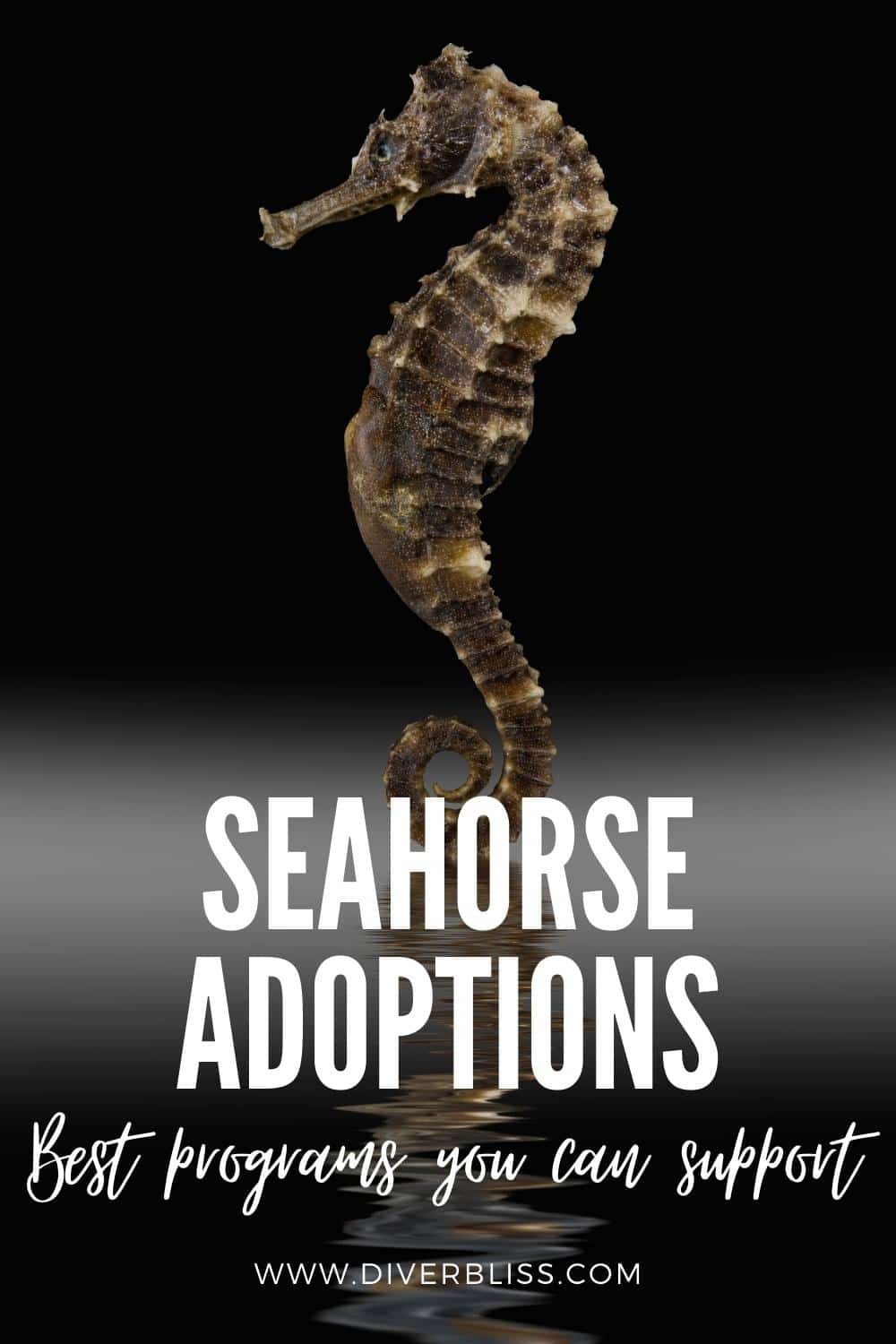 seahorse adoptions: best programs you can support