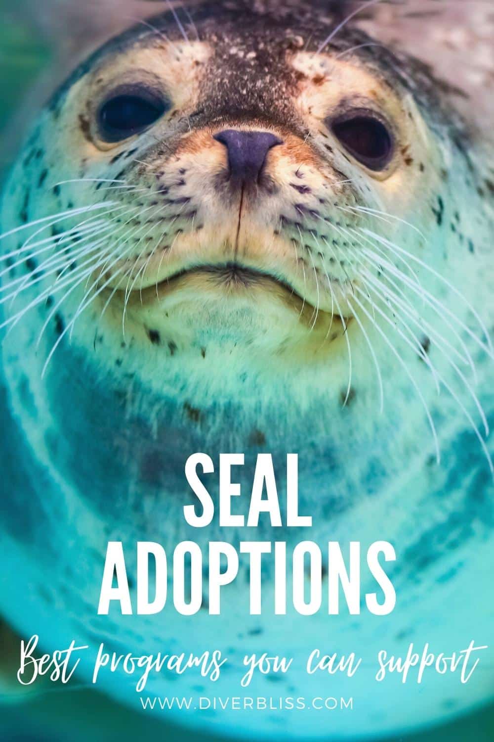 Seal Adoptions: best programs you can support