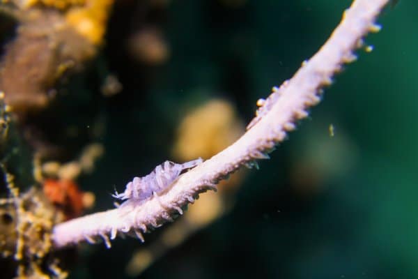 whip coral shrimp