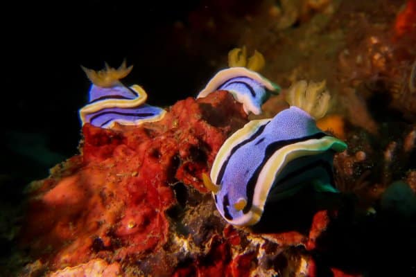 three yellow and blue Chromodoris annae nudibranch