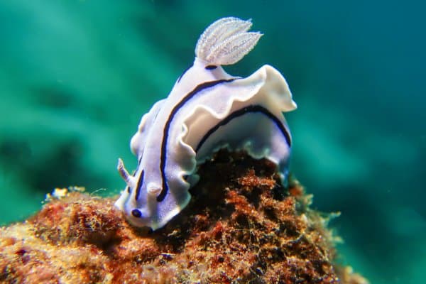 Nudibranch Chromodoris willani