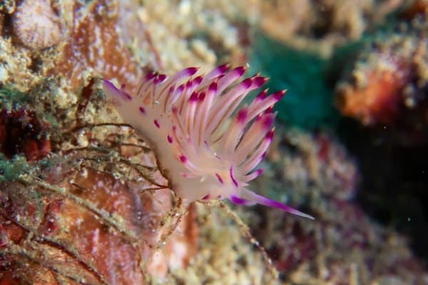 flabellina rubrolineata nudibranch