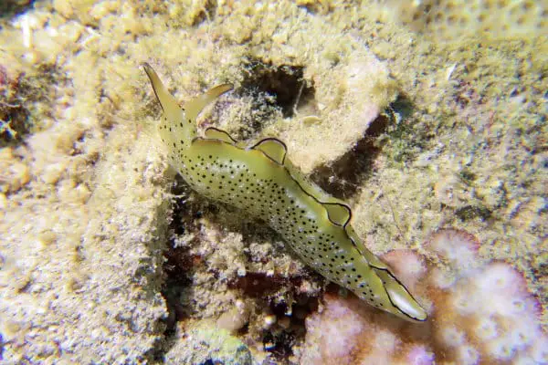 Lettuce sea slug