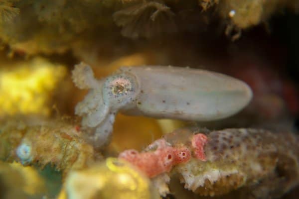 cuttlefish hiding in corals