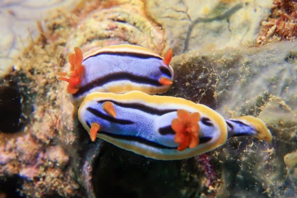 chromodoris sea slug