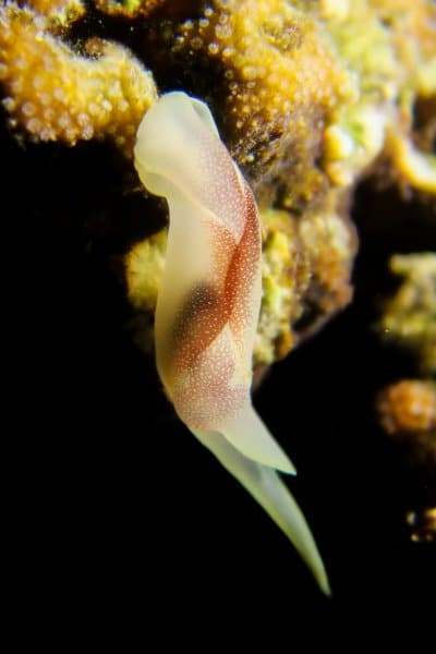 Seaslug in anilao during a night dive