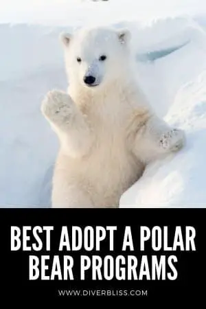 adopt a polar bear gifts