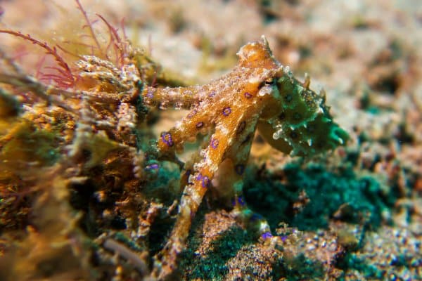 Finally spotted a blue ringed octopus!