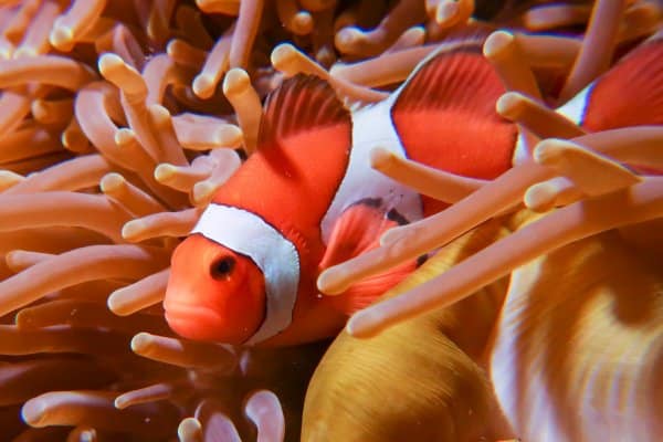 clownfish looking annoyed