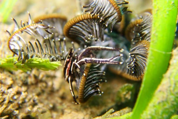 squat lobster blending in the tiny crinoid