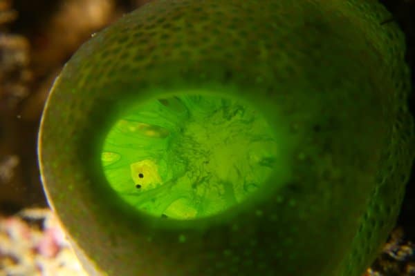 Tiny creature inside a green tunicate / sea squirt 