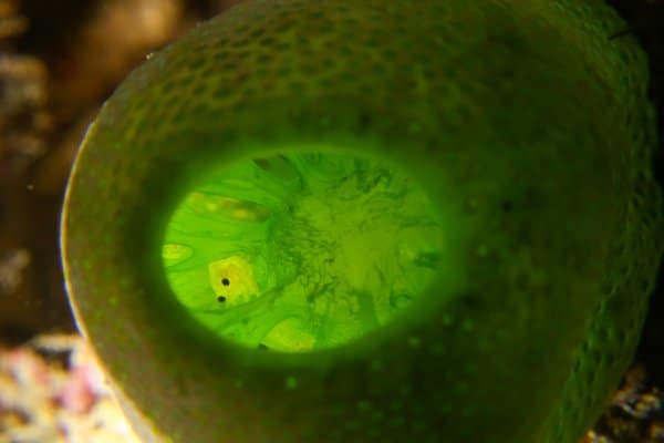 Tiny creature inside a green tunicate / sea squirt