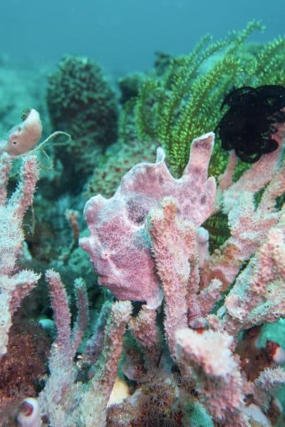 giant frogfish pretending to be a sponge