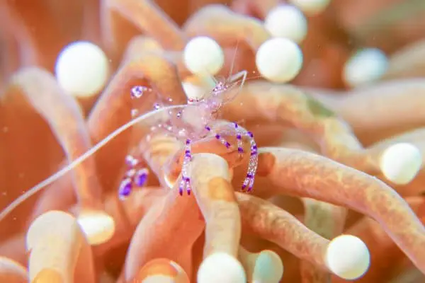 glass shrimp in a mushroom coral