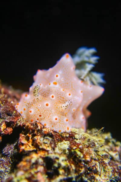 Halgerda batangas nudibranch in Anilao during a night dive