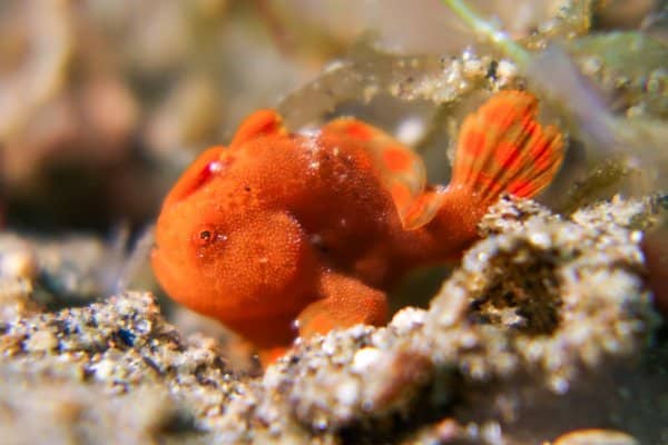 juvenile painted frogfish