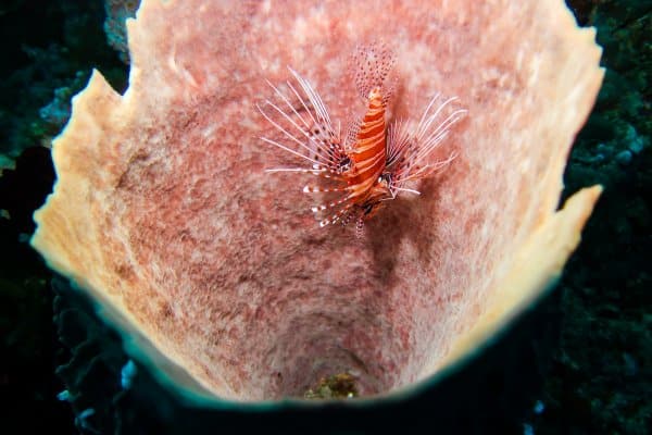 lionfish in a barrel sponge