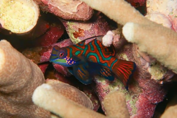 Mandarinfish in Anilao