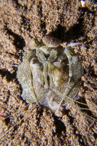 mantis shrimp hiding in the sand