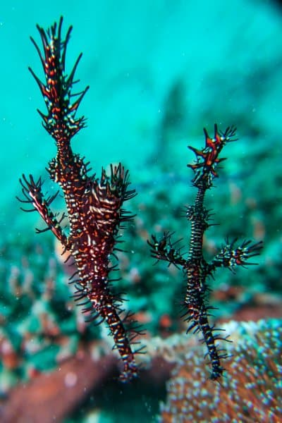 a pair of ornate ghost pipefish