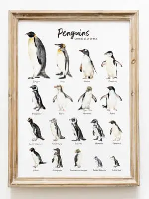 Penguins species watercolor art print from NaturalArtGuides