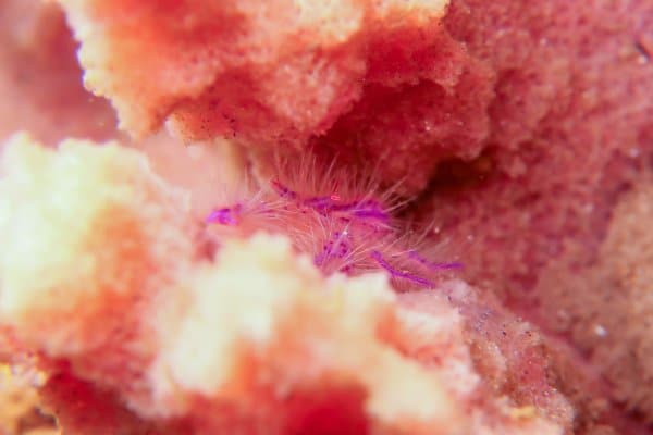 pink hairy squat lobster in a barrel sponge
