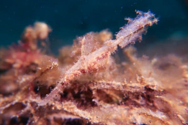 ghost pipe fish hiding amongst algae