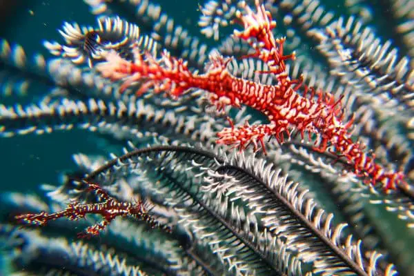 ornate ghost pipe fish blending in the crinoid