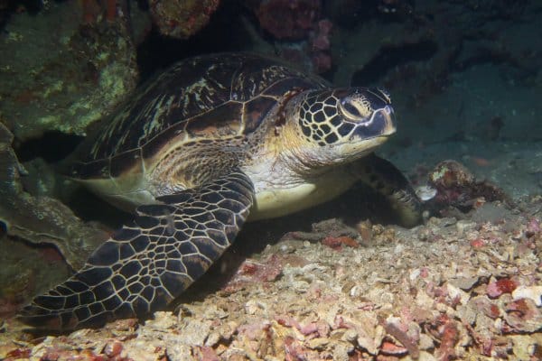 giant sea turtle hiding in a crevice