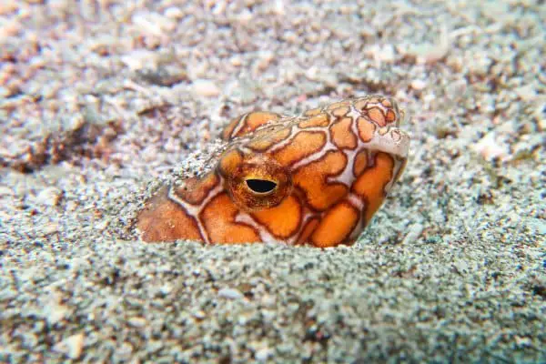 snake eel hiding in the sand