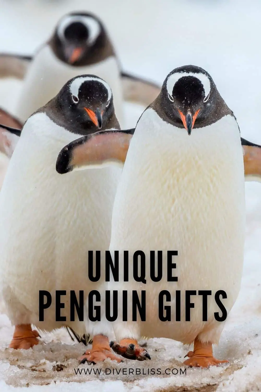 Unique pengun gifts