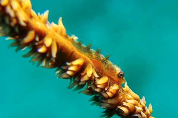 Goby on a whip coral