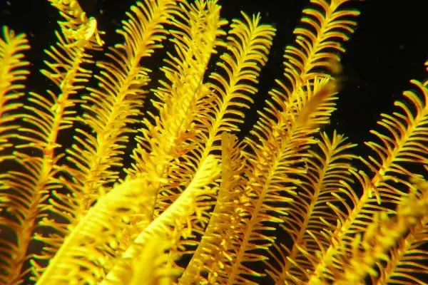 bright yellow feather star
