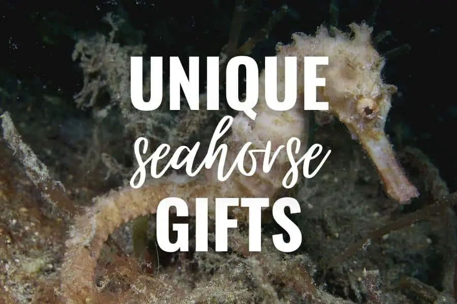 unique seahorse gifts