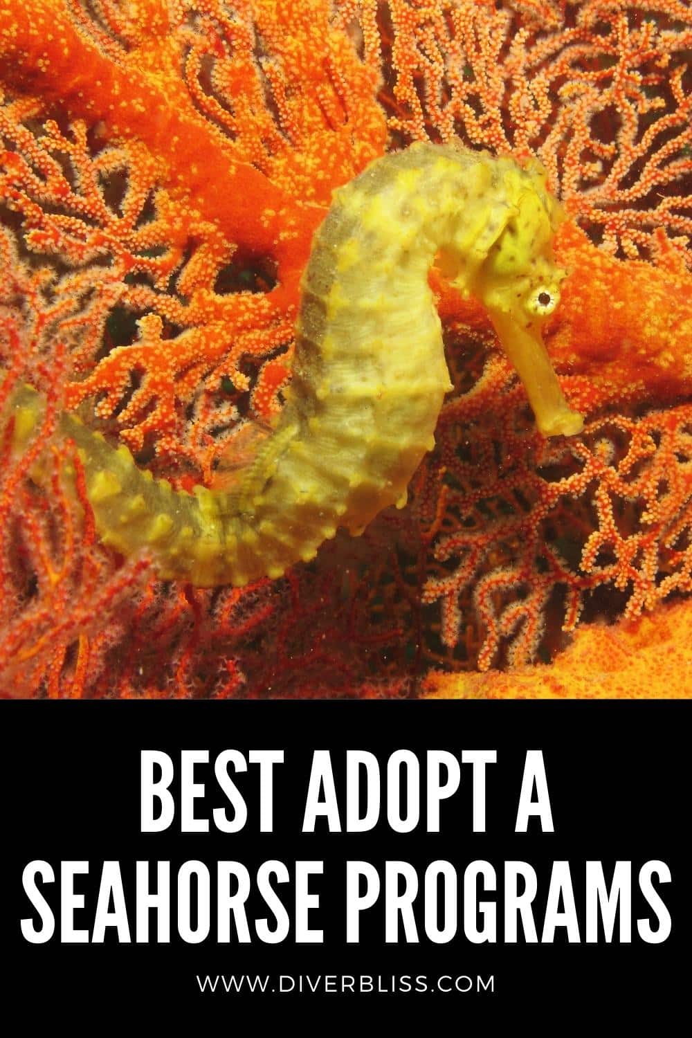 best adopt a seahorse programs you can give as gifts for seahorse lovers