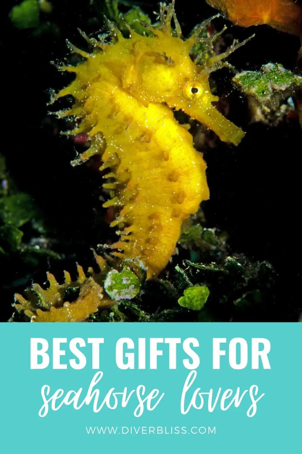 best gifts for seahorse lovers
