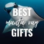best manta ray gifts