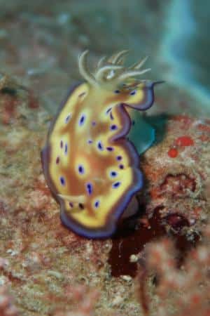 Chromodoris kuniei