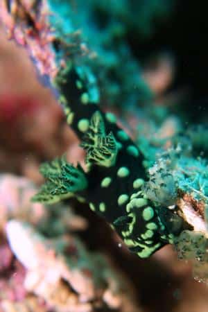 Nembrotha cristata