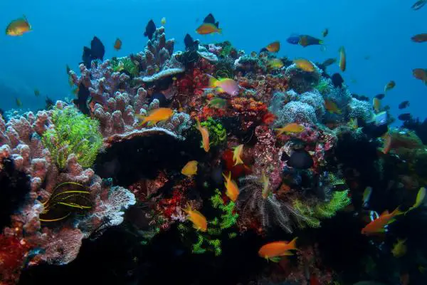 colorful fish and coral formation